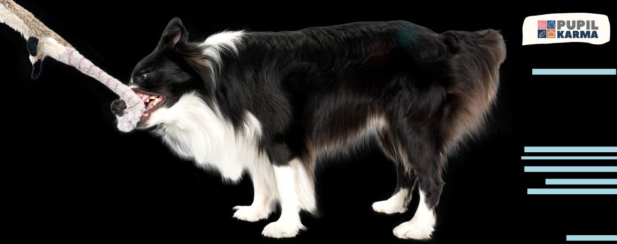 Na czarnym tle zdjęcie biało-czarnego psa szarpiącego zabawkę. Po prawej stronie niebieskie paski i logo pupilkarma na jasnym tle.